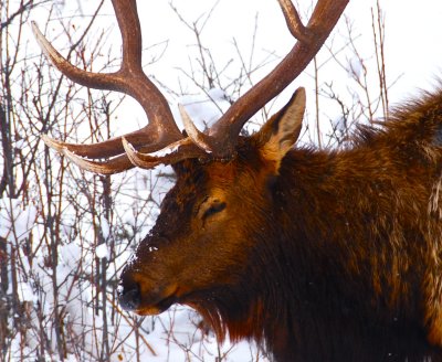 Elk - Rocky Mountain National Park US