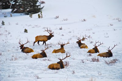 Elks - Rocky Mountain National Park US