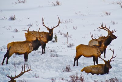 Elks - Rocky Mountain National Park US