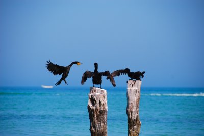 Blue-eyes cormorans-Holbox Mexico