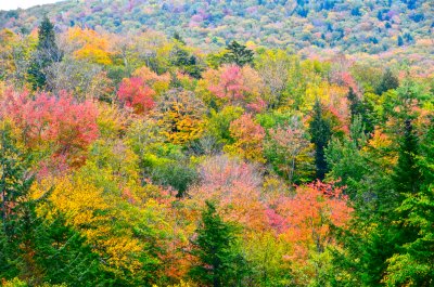 Foliage New Hampshire