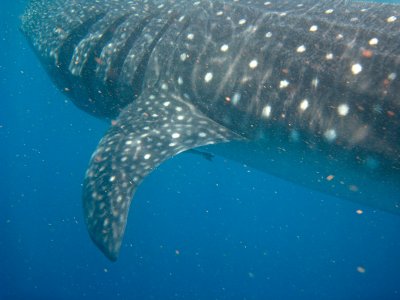 Shark Whale-Holbox Mexico