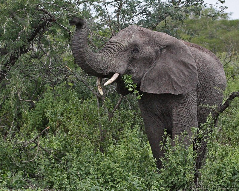 First sight of elephant