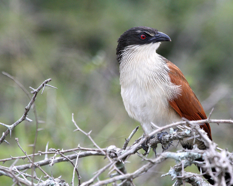 Burchells coucal