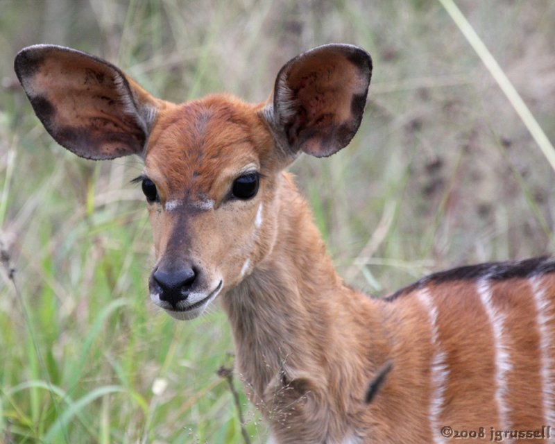 Nyala doe