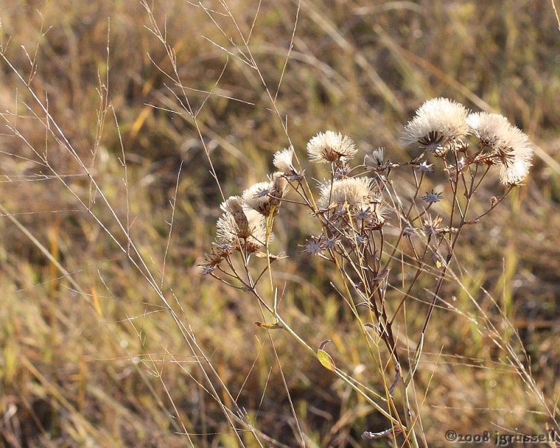 Flowers in Okavango Delta