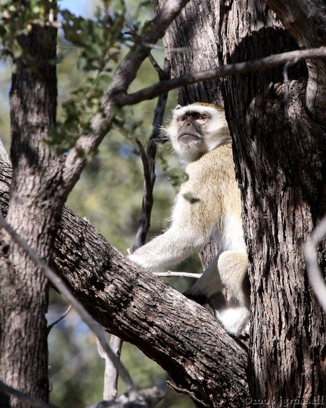 Vervet monkey