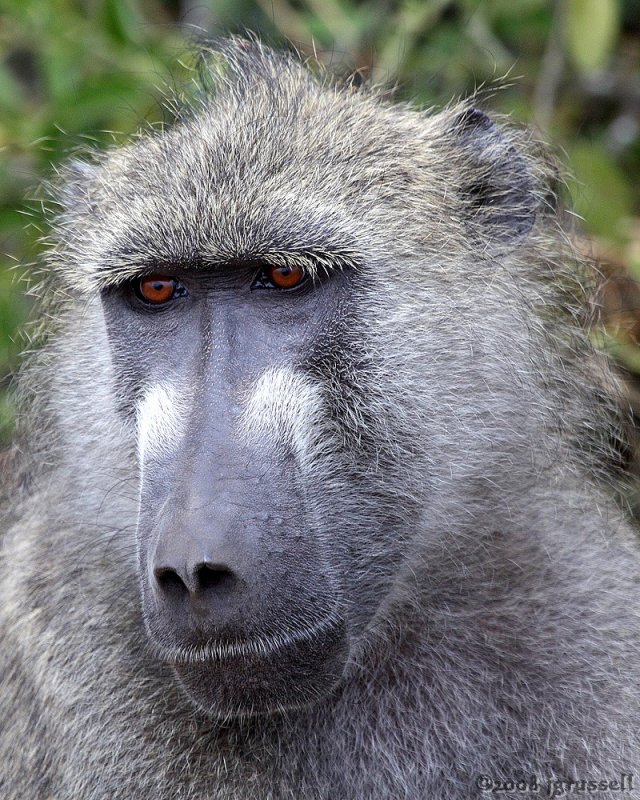 Chacma baboon