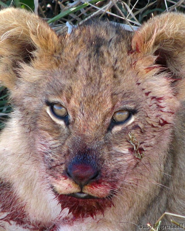 Cub resting - note reflection in eyes