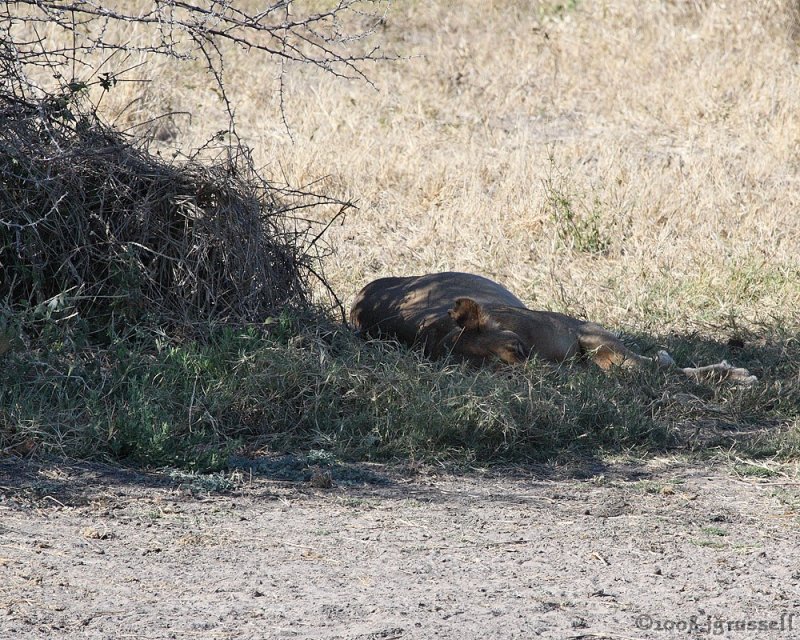 Second lioness