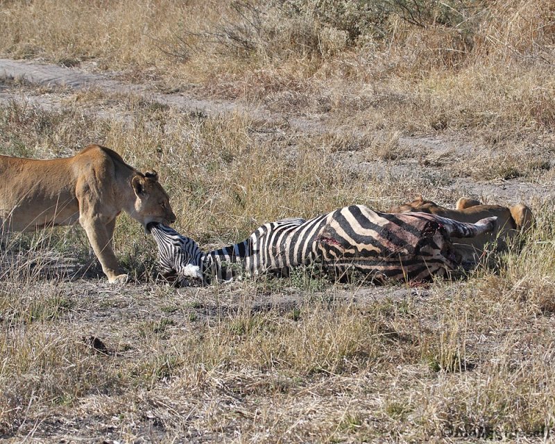 Lionesses with zebra in death grip