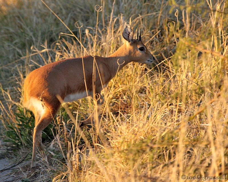 Steenbok
