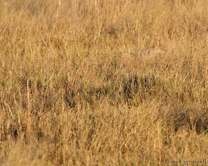 Find the jackal!