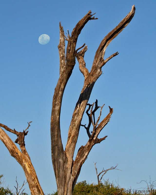 Afternoon moonrise