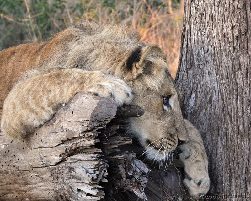 Male cub in Zimbabwe 2