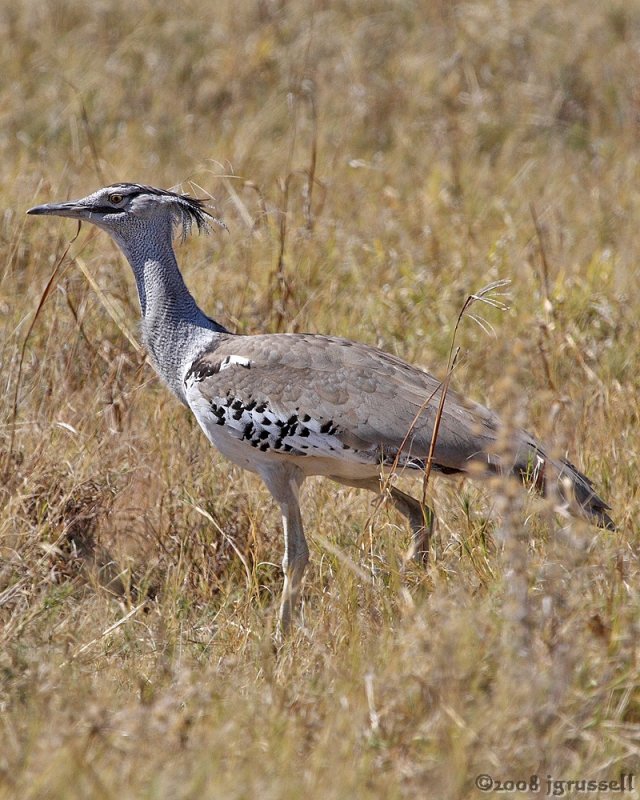 Kori bustard