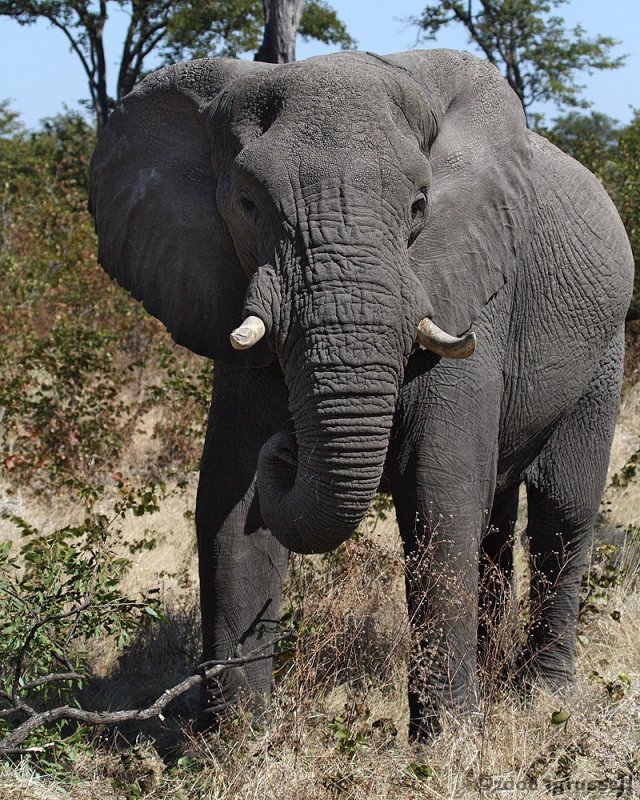 Elephant in the bush