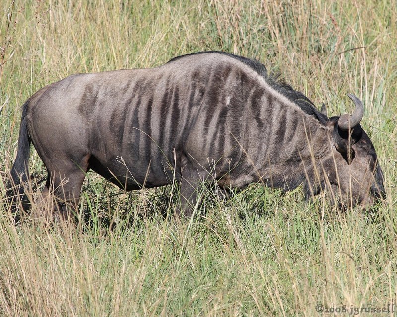 Blue wildebeest