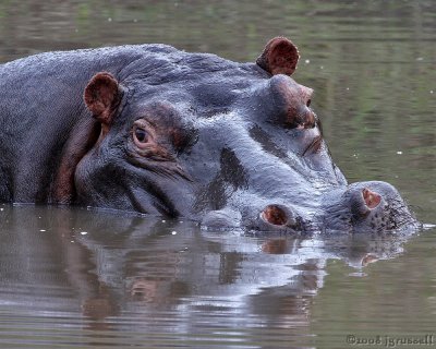 Hippo in waterhole