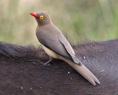 Red-billed oxpecker on buffalo