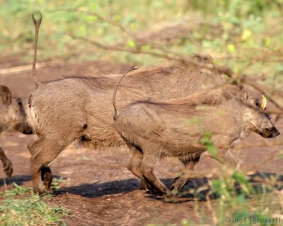 Warthogs on the run
