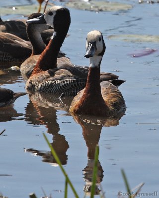 White-faced whistling ducks