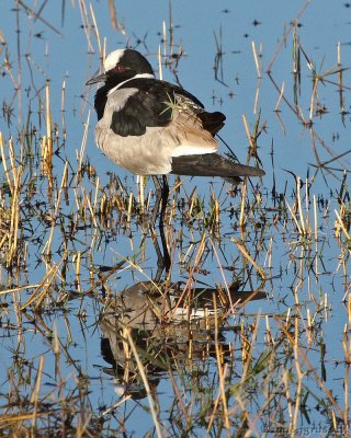 Blacksmith lapwing