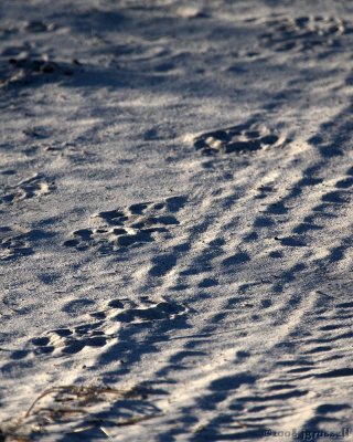 Lion tracks
