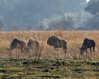 Blue wildebeest in morning mist