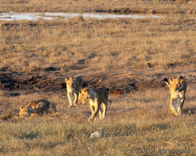 Lionesses at Chobe