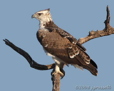 Juvenile martial eagle