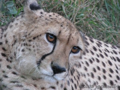 Cheetah
