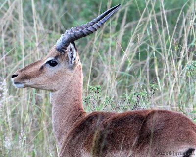 Male impala