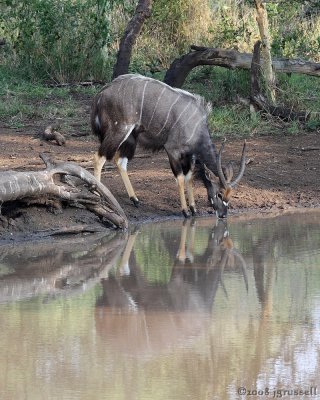 Male nyala at waterhole