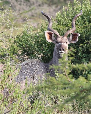 Male kudu