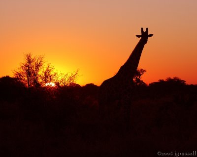 Giraffe in setting sun