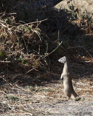 Slender mongoose