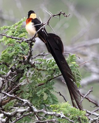 Broad-tailed whydah