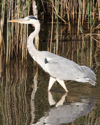 Grey heron