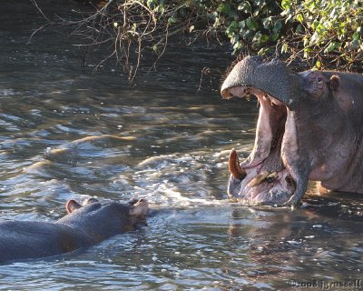 Hippo challenging other hippo