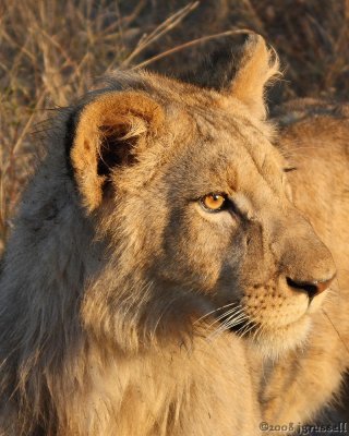 Lion cub in Zimbabwe