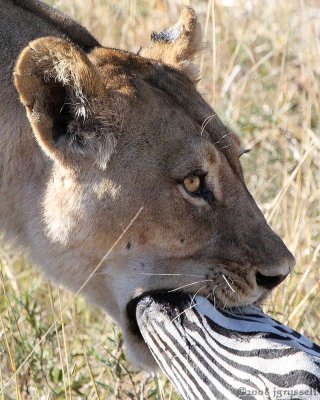 Lioness suffocating zebra 2