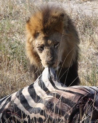 Male continues to eat