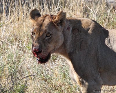 Lioness who ate first takes a break