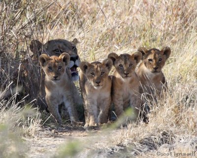 Lioness sits waiting with cubs