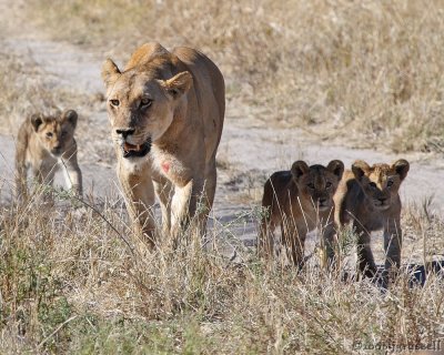 Lioness brings cubs towards kill