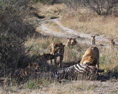 Male has scared cubs who hold back