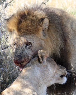 Male with lioness