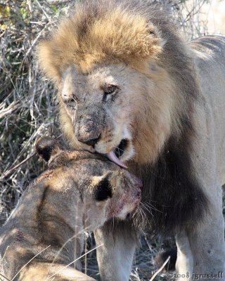 Male with lioness 2