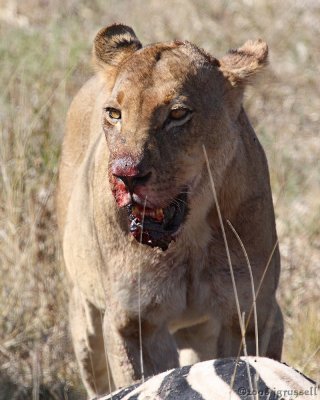 Second lioness feeds 3